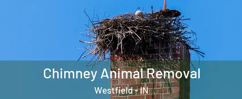 Chimney Animal Removal Westfield - IN
