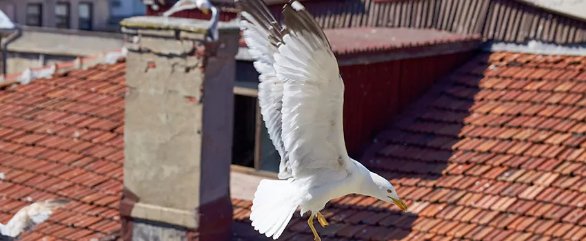Residential Chimney Animal Removal Solution in Westfield, IN